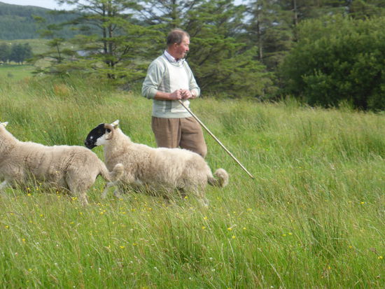 der Schäfer hat eine kleine Pfeife im Mund und einen leichten Stock in der Hand - letzteren setzt er nicht ein.