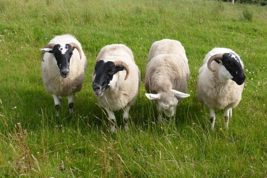vor uns bleiben sie stehen - sie sind ganz außer Atem