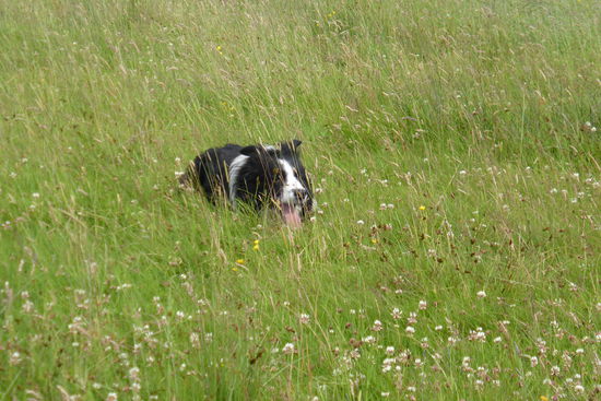 der Hund beäugt sie aufmerksam