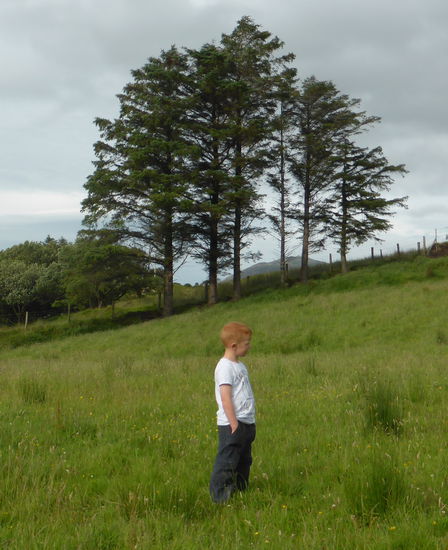 der 'Junior' steht schon ganz routiniert wie ein alter Schäfer auf der Weide