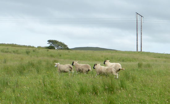 auf ein Pfeifen läuft der Hund los und die Schafe starten unmittelbar 'im Galopp'