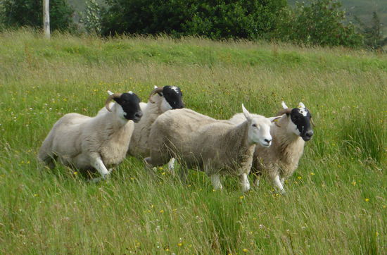 und werden wieder zu uns getrieben