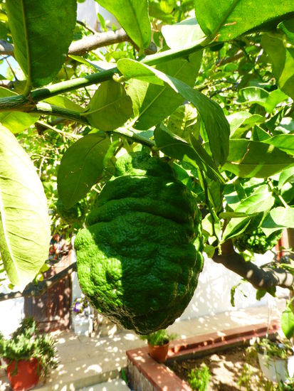 wie nennt man noch diese Frucht - sie wächst zahlreich im garten der Nonnen