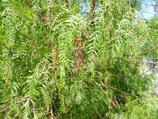 wir konnten leider nicht eruieren, ob es sich hier um die essbaren roten (Pfeffer-)Beeren handelt