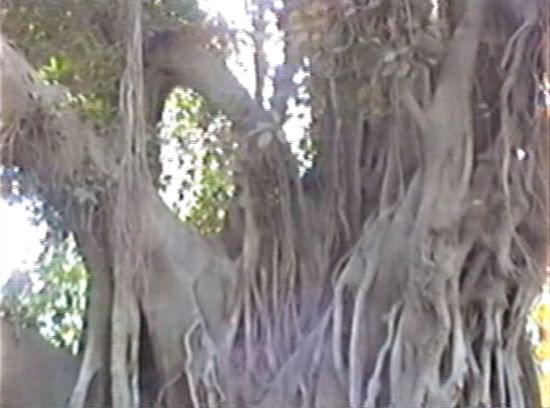 der Baum besteht fast nur aus Wurzeln