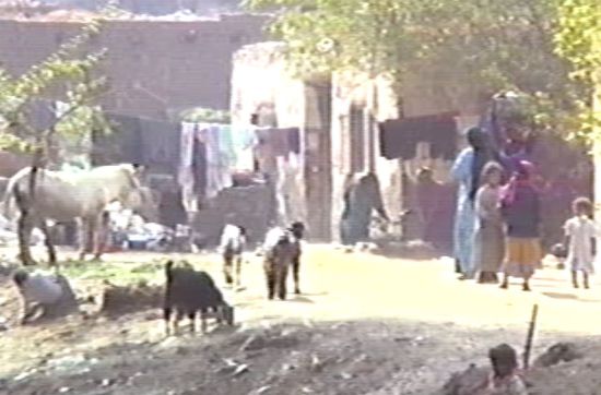 Tiere und Kinder tummeln sich in der gleichen 'Brühe'