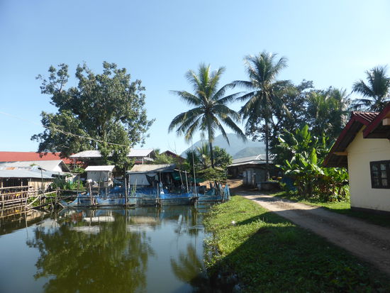 Fischzucht wird in fast jedem Tümpel betrieben