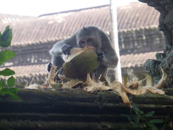 kunstvoll zerlegt er eine Kokosnuss