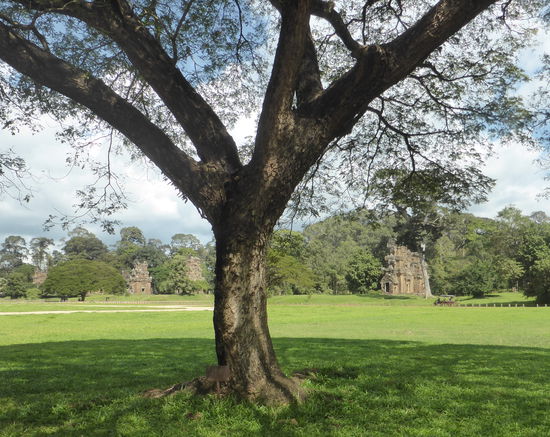 Freiraum vor der Elefantenterrasse