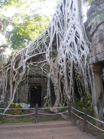 Wasserfallbaum
Die Würgefeige ist nach ihren Wurzeln benannt, die wie ein Wasserfall die Mauer des inneren Laufgangs und die Steinmetzarbeiten des Tempels überwuchern