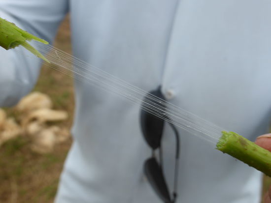 in den Lotusstängeln befinden sich Fäden, aus denen man in Kambodscha eine besondere Seide herstellt