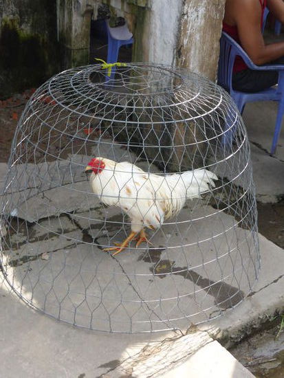 Kampfhähne werden gehalten