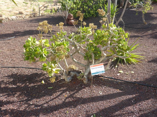 Kalanchoe Dinklagei - überall auf der Insel vertreten