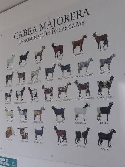 unvorstellbar wieviele unterschiedliche Ziegenrassen es gibt