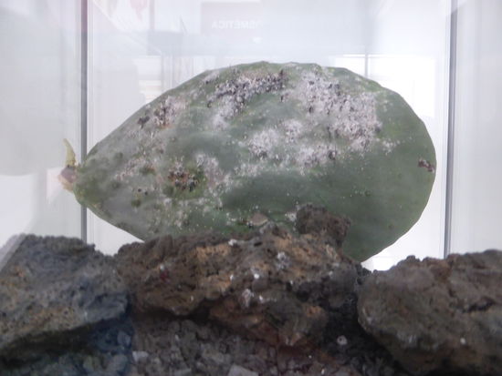 die weißen Flächen bestehen aus den Cochinelle-Läusen