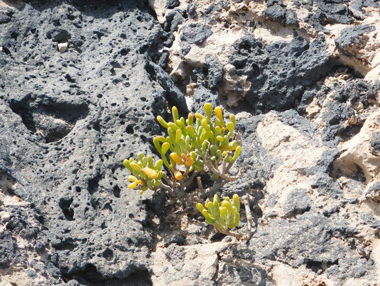 salzliebende Pflanzen fühlen sich hier wohl