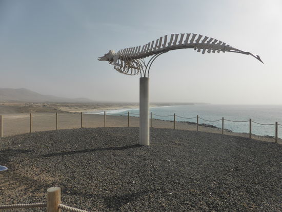 das Skelett soll allein ein Gewicht von ca. 3 t haben