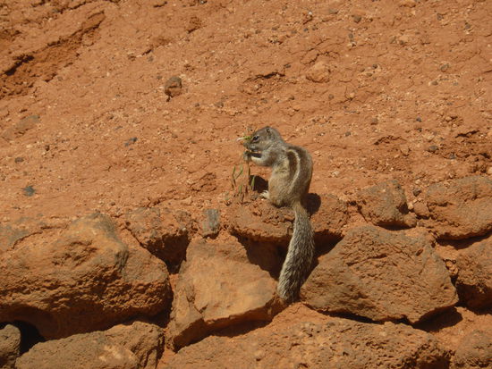 nur die Streifenhörnchen tummelt sich dort noch