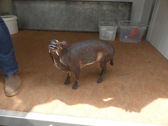 Modell des Urpferdchens