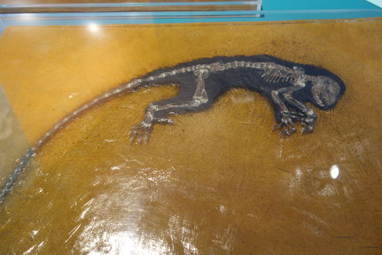 A-Platte von Ida - der bedeutendste Primatenfund von Messel - darwinius masillae -