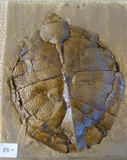 Schildkröte