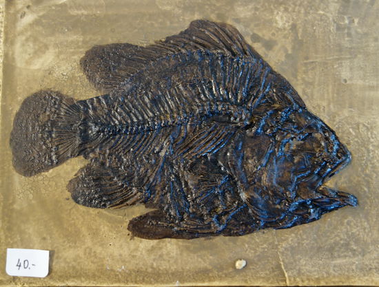 Fisch
