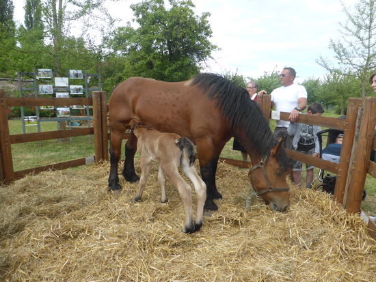 Fohlen - vorige Nacht geboren