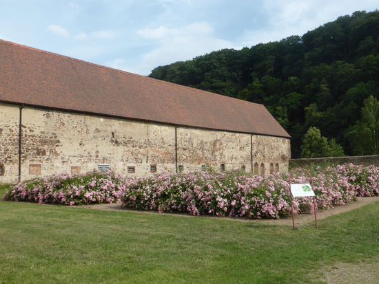 ehemaliger Kreuzgarten