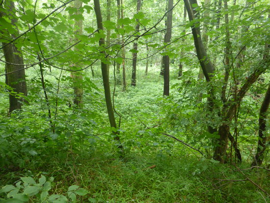 ‚Flachwasser-Wald‘