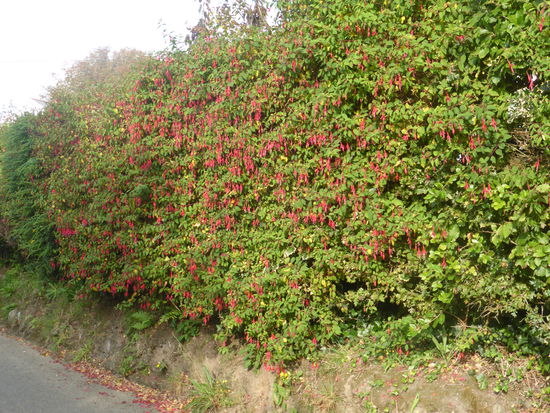 der Straßenrand wird wie in Irland von großen Fuchsienhecken gesäumt