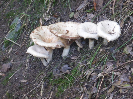 Riesenpilze - vielleicht sind es 'Einmalpilze'?!