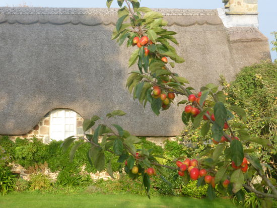 meine Vermutung: Kornelkirschen