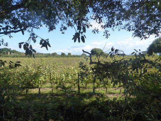 Wein wird auch inzwischen angebaut