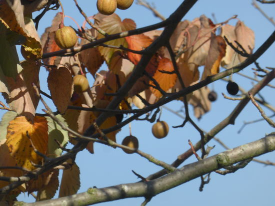 der Taubenbaum/Taschentuchbaum, Davidia involucrata, aus der Familie der Davidiaceae, steht schon sehr lange im Kurpark. Im Jahre 2004 hat er das erste Mal auffällig geblüht. Ursprünglich in China beheimatet gelangten die ersten Samen 1888 nach Europa, obwohl der Baum bereits um 1700 vom französischen Missionar David entdeckt und in seinen Berichten erwähnt wurde. Wahrscheinlich ist der Taschentuchbaum ein Relikt aus vergangenen Tagen.
Besonders auffällig und interessant sind die kugelförmigen Blütenstände, die von zwei großen weißen Hochblättern eingehüllt werden. Diese Hochblätter, die wie Taschentücher oder kleine Tauben an den Zweigen sitzen, haben dem Baum seinen Namen gegeben.
Erst ab einem Alter von ca. 20 Jahren werden Blüten gebildet, die dann regelmäßig im Frühsommer für einige Wochen dem Baum ein prächtiges Aussehen verleihen. Die walnussgroßen, gestielten Früchte verbleiben bis zum nächsten Blattaustrieb am Baum.