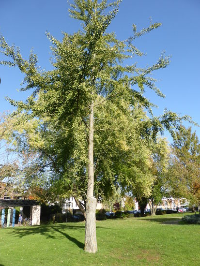 der Fächerblattbaum, Gingko biloba stammt aus der Familie der Gingkoceae
Dieser Baum hat noch weitere deutsche Namen, z. B. Goethebaum Silberaprikose und Elefantenohrbaum. Diese zahlreichen Namen lassen auf einen hohen Bekanntheitsgrad schließen. Der Gingko ist der letzte überlebende einer Pflanzengruppe, die sich vor etwa 180 Millionen Jahren entwickelte (gleichzeitig entwickelten sich auch die ersten Flugsaurier).
Nach seiner ersten Verbreitung über die ganze Halbkugel wurde er durch die Eiszeiten so weit zurückgedrängt, dass heute nur noch ein äußerst geringes natürliches Vorkommen festzustellen ist.
Bereits im 8 Jh. nach Chr. avancierte der Gingko in Fernost zum Baum der Tempelgärten. Ausschlaggebend hierfür waren sicher seine offensichtlichen Eigentümlichkeiten wie fächerförmige, parallelnervige Blätter und die stark nach Buttersäure riechenden Fruchte.
Die Blätter werden in der Pharmazie verwendet und sind oft Bestandteil von Kreislaufpräperaten. Durch seinen bizarren Wuchs ist er einer unserer beliebtesten Parkbäume.
