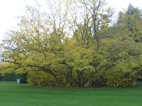 die Kaukasische Flügelnuss, Pterocarla fraxinifolia, ist ein imposanter Baum aus der Familie der Juglandaceae, der weit und breit seines gleichen sucht. 
Die Flügelnuss ist eine nahe Verwandte unserer Walnuss, das zeigt sich besonders im Frühjahr, wenn lange, grünliche Kätzchenblüten den Baum schmücken; aber auch die großen eschenartigen Blätter wirken sehr zierend. 
Solch ein Baum braucht natürlich zu seiner vollen Entwicklung viel Sonne, Wärme und Wasser, er verträgt sogar Überschwemmungen.