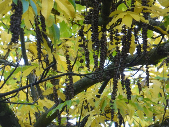 Besonders auffallend aber sind die Früchte: sie sind bis zu 45 cm lang und hängen wie Perlenschnüre am Baum, jede ist dicht mit kleinen geflügelten Nüsschen besetzt und so zieren sie den Baum bis in den Winter hinein.