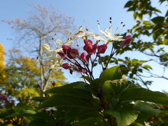 aus den bis zu 20 cm langen dunkelgrünen Blättern treibt ein weißer Blütenstand mit rotem Kelch, der leicht duftet. Auffallend sind die blauen, von roten Kelchblättern umgebenen Früchte.
Der Name ist die Übersetzung des lat. (griech.) Kleros = Los (Schicksal, weil einige Arten für die Menschen heilende und andere schädigende Eigenschaften besitzen) und dendron = Baum.