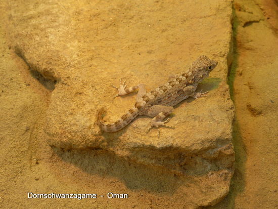 wir haben den aber im Oman nicht gesehen!