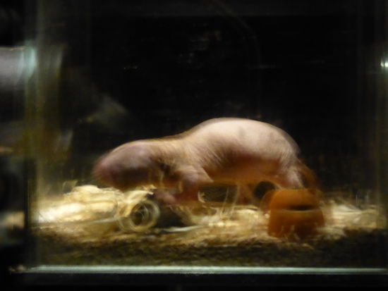 für ein scharfes Foto sind sie einfach zu schnell