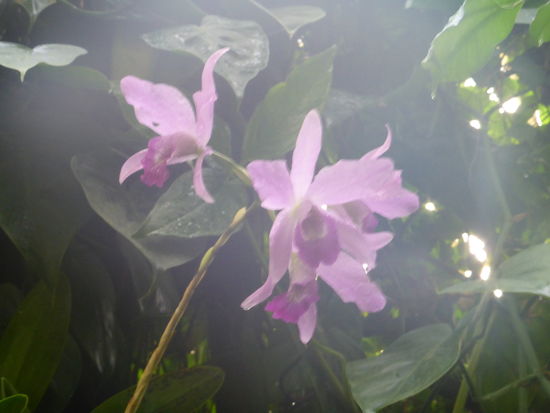 im Warmhaus beschlägt Brille und Objektiv!