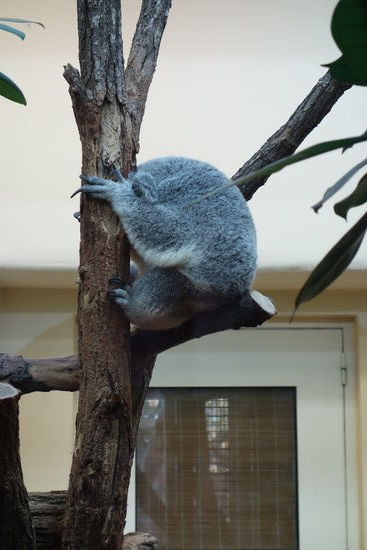 Koalas