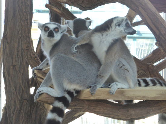 Lemuren - Madagaskar