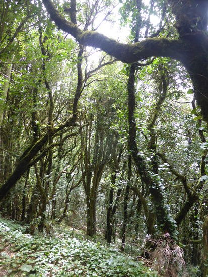 das regenreiche Gebiet hat eine Art Regenwald entstehen lassen