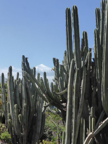 schon wiedr mit Teide