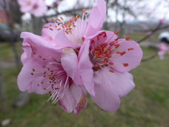 Mandelkönigin - eine Bittermandel - nur bediongt genießbar