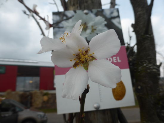 Dürkheimer Krachmandel - süß - Schale leicht zu knacken