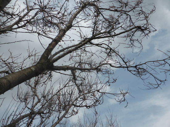 Davidsmandel - frühblühend und frostempfindlich - hier erforen - eigentlich eine Wildpflaume