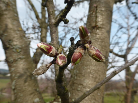 Ardeche - franz. Eßmandel - später blühend
