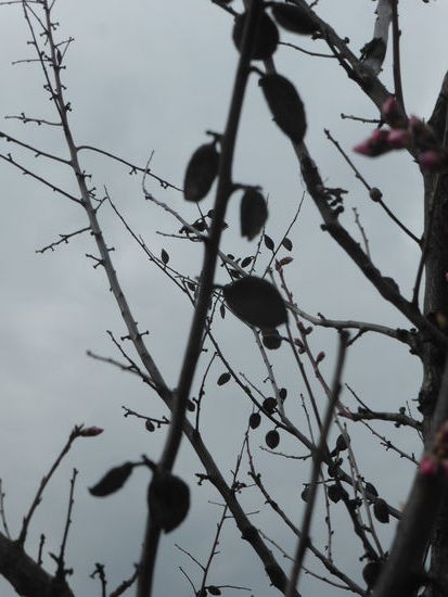 Mandel Nr. 10 - Zier- bzw Bittermandel - nicht eßbar